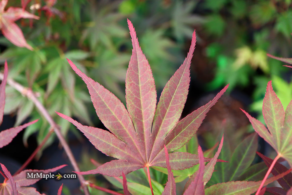 Buy Acer shirasawanum x palmatum 'Red Dawn' Japanese Maple — Mr