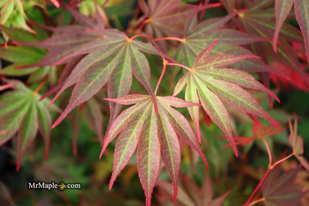 Acer shirasawanum x palmatum 'Red Dawn' Japanese Maple