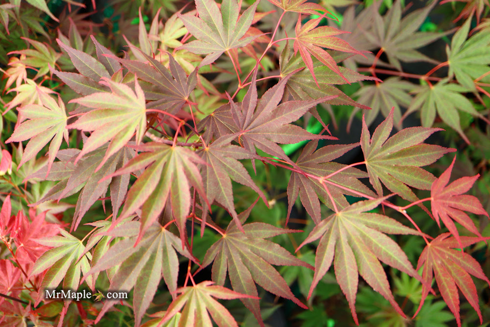 Buy Acer shirasawanum x palmatum 'Red Dawn' Japanese Maple — Mr