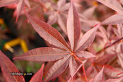 - Acer palmatum 'Emperor 1' Japanese Maple Tree - Mr Maple │ Buy Japanese Maple Trees