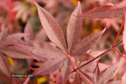 - Acer palmatum 'Emperor 1' Japanese Maple Tree - Mr Maple │ Buy Japanese Maple Trees
