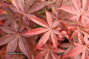 - Acer palmatum 'Emperor 1' Japanese Maple Tree - Mr Maple │ Buy Japanese Maple Trees