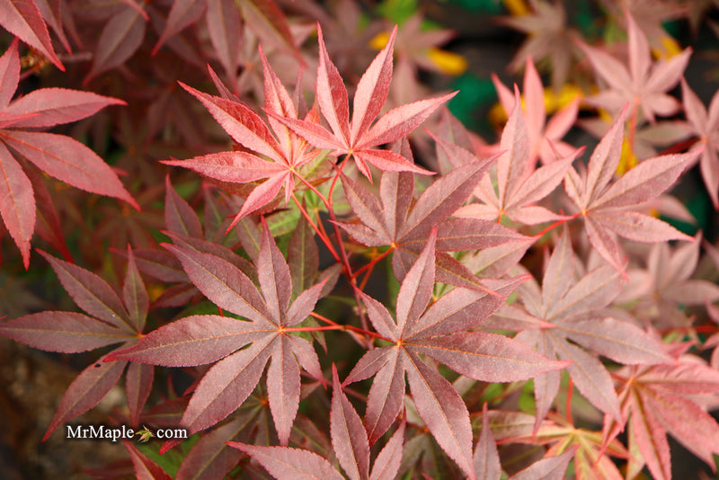 - Acer palmatum 'Emperor 1' Japanese Maple Tree - Mr Maple │ Buy Japanese Maple Trees