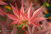- Acer palmatum 'Emperor 1' Japanese Maple Tree - Mr Maple │ Buy Japanese Maple Trees