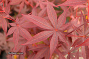 - Acer palmatum 'Emperor 1' Japanese Maple Tree - Mr Maple │ Buy Japanese Maple Trees