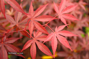 - Acer palmatum 'Emperor 1' Japanese Maple Tree - Mr Maple │ Buy Japanese Maple Trees