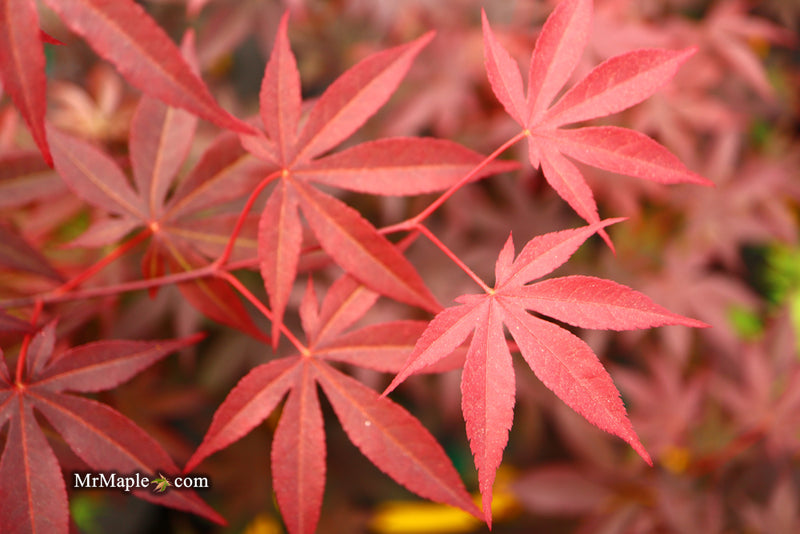 - Acer palmatum 'Emperor 1' Japanese Maple Tree - Mr Maple │ Buy Japanese Maple Trees