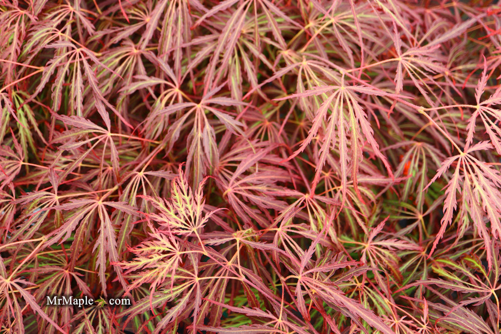 Acer palmatum 'Crimson Queen' Laceleaf Japanese Maple
