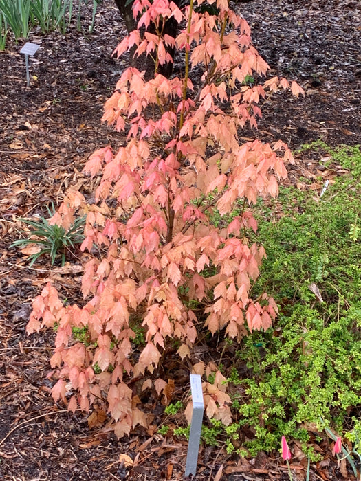 Acer skutchii 'Tequila Sunrise' Pink Mexican Sugar Maple