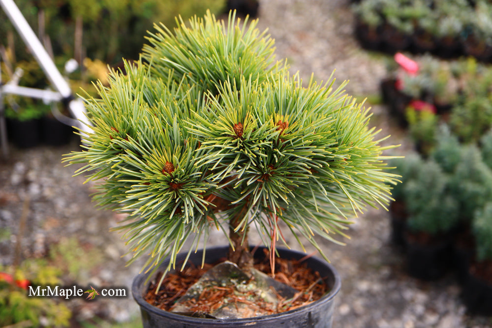 Pinus koraiensis 'Gee Broom' Dwarf Korean Pine Tree