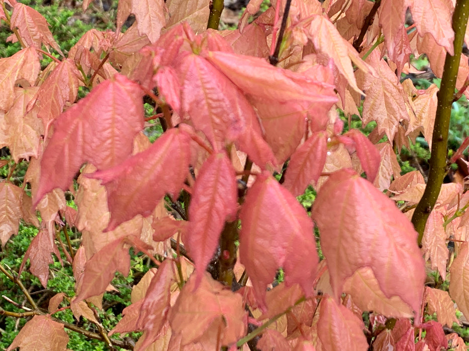 Acer skutchii 'Tequila Sunrise' Pink Mexican Sugar Maple
