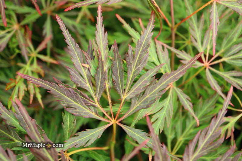 - FOR PICK UP ONLY | Acer palmatum 'Orangeola' Japanese Maple | DOES NOT SHIP - Mr Maple │ Buy Japanese Maple Trees