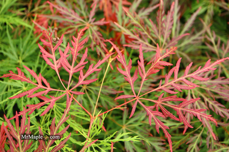 - FOR PICK UP ONLY | Acer palmatum 'Orangeola' Japanese Maple | DOES NOT SHIP - Mr Maple │ Buy Japanese Maple Trees