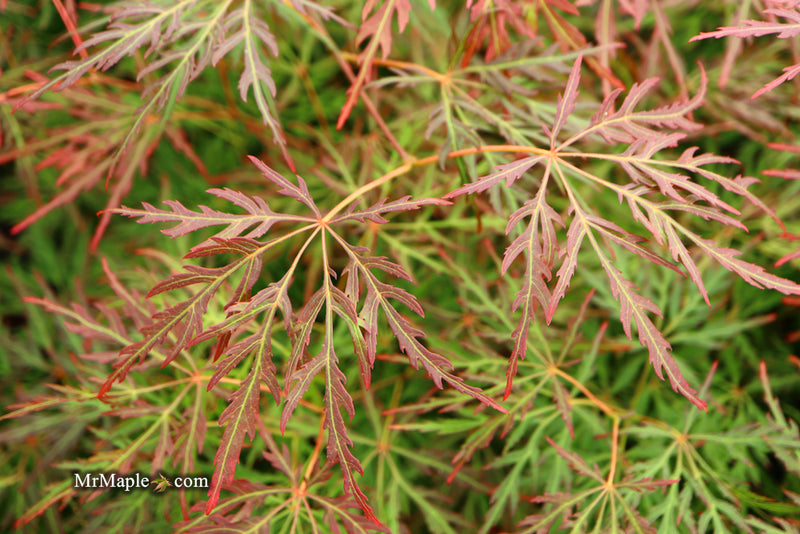- FOR PICK UP ONLY | Acer palmatum 'Orangeola' Japanese Maple | DOES NOT SHIP - Mr Maple │ Buy Japanese Maple Trees