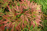 - FOR PICK UP ONLY | Acer palmatum 'Orangeola' Japanese Maple | DOES NOT SHIP - Mr Maple │ Buy Japanese Maple Trees