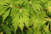 - Acer japonicum 'Mai kujaku' Dancing Peacock Japanese Maple - Mr Maple │ Buy Japanese Maple Trees