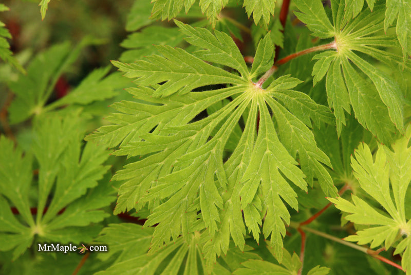 - Acer japonicum 'Mai kujaku' Dancing Peacock Japanese Maple - Mr Maple │ Buy Japanese Maple Trees