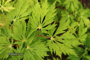 - Acer japonicum 'Mai kujaku' Dancing Peacock Japanese Maple - Mr Maple │ Buy Japanese Maple Trees