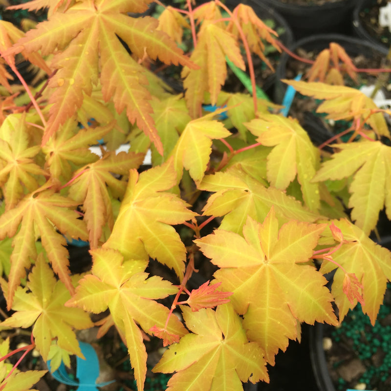 - Acer palmatum 'Dragon Master' Golden Weeping Japanese Maple - Mr Maple │ Buy Japanese Maple Trees