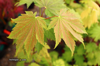 Buy Acer japonicum 'Emmett's Pumpkin' Full Moon Japanese Maple — Mr ...