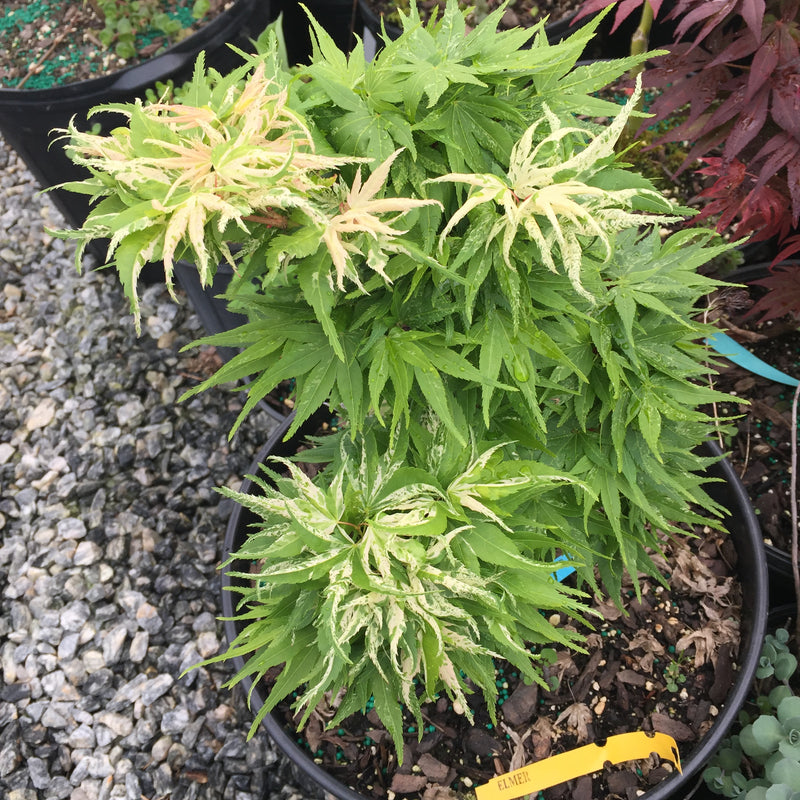 - Acer palmatum 'Snow Kitten' Japanese Maple - Mr Maple │ Buy Japanese Maple Trees