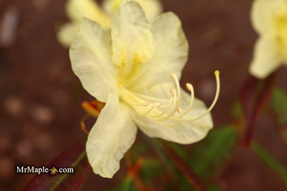Rhododendron lutescens Yellow Blooming Chinese Rhododendron