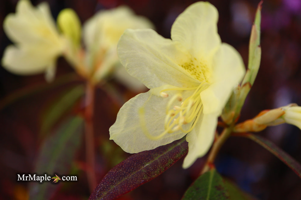 Rhododendron lutescens Yellow Blooming Chinese Rhododendron