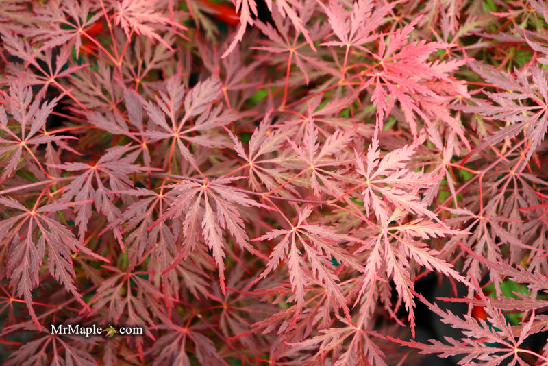 - Acer palmatum 'Red Dragon' Dwarf Japanese Maple - Mr Maple │ Buy Japanese Maple Trees
