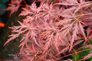 - Acer palmatum 'Red Dragon' Dwarf Japanese Maple - Mr Maple │ Buy Japanese Maple Trees