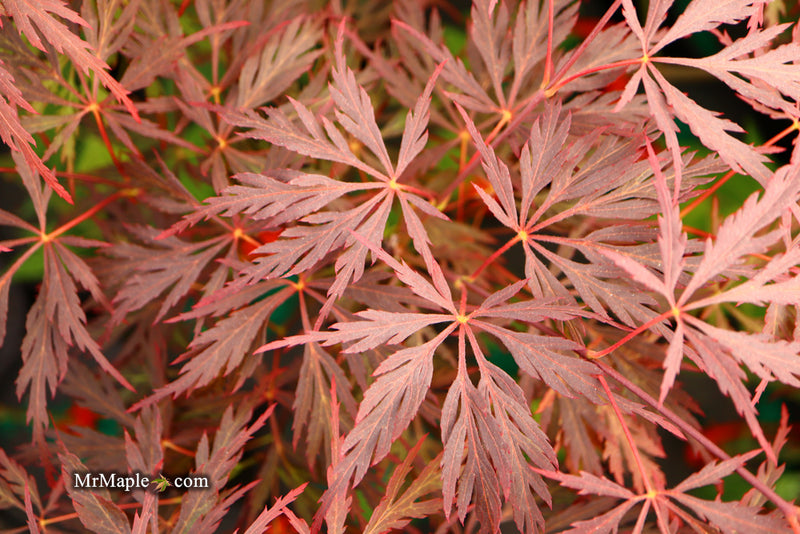 - Acer palmatum 'Red Dragon' Dwarf Japanese Maple - Mr Maple │ Buy Japanese Maple Trees