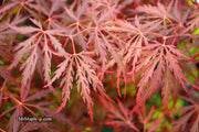 - Acer palmatum 'Red Dragon' Dwarf Japanese Maple - Mr Maple │ Buy Japanese Maple Trees