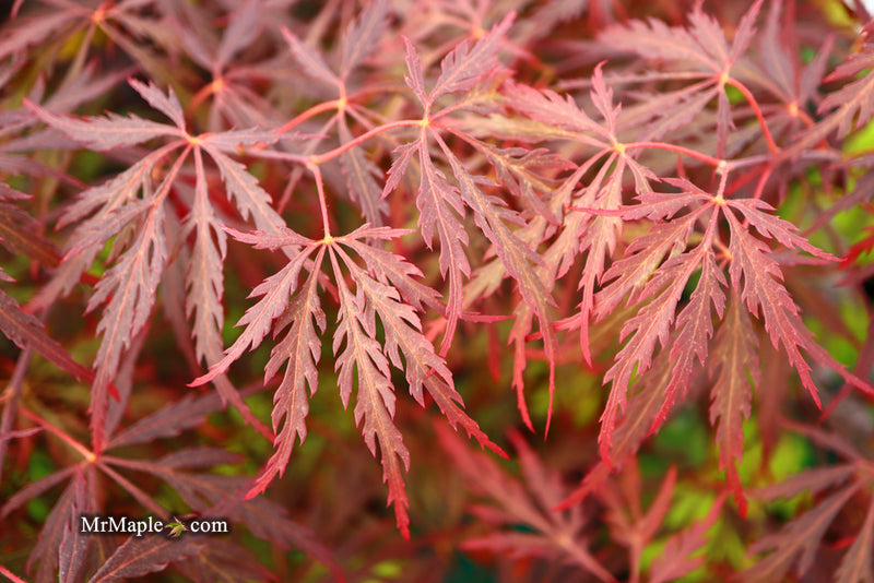 - Acer palmatum 'Red Dragon' Dwarf Japanese Maple - Mr Maple │ Buy Japanese Maple Trees