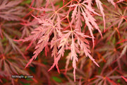 - Acer palmatum 'Red Dragon' Dwarf Japanese Maple - Mr Maple │ Buy Japanese Maple Trees