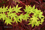 - Acer palmatum 'Sango kaku' Coral Bark Japanese Maple - Mr Maple │ Buy Japanese Maple Trees