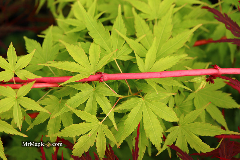 - Acer palmatum 'Sango kaku' Coral Bark Japanese Maple - Mr Maple │ Buy Japanese Maple Trees