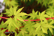 - Acer palmatum 'Sango kaku' Coral Bark Japanese Maple - Mr Maple │ Buy Japanese Maple Trees
