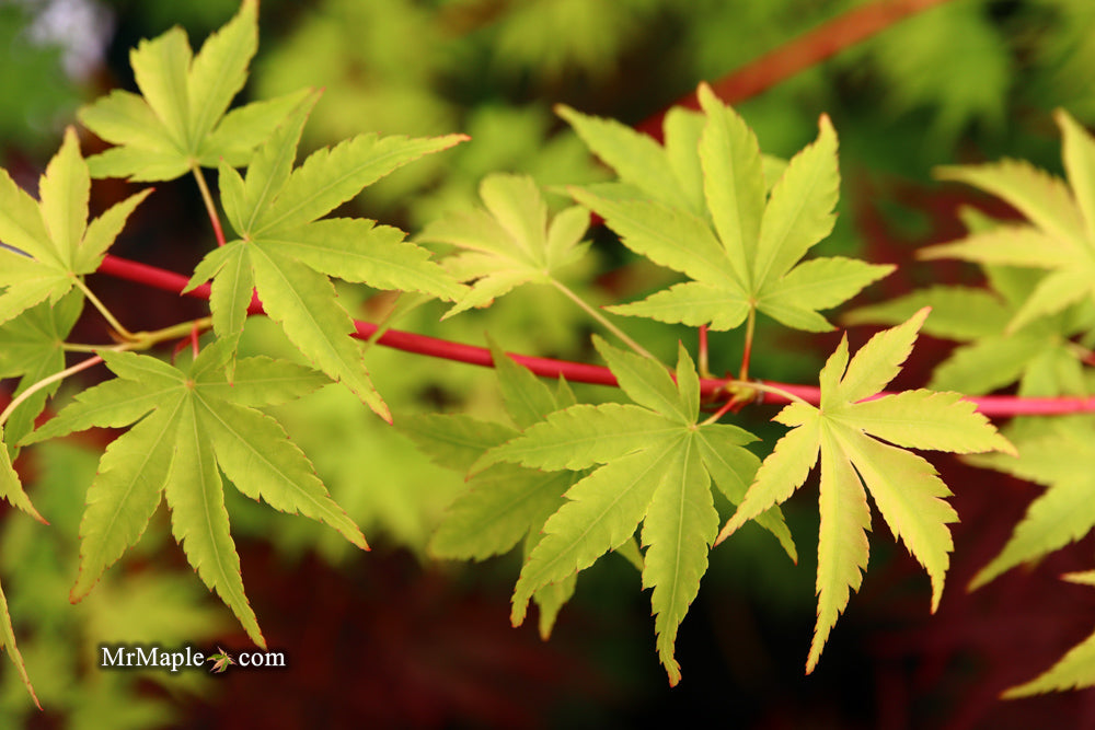 Acer palmatum 'Sango kaku' Coral Bark Japanese Maple