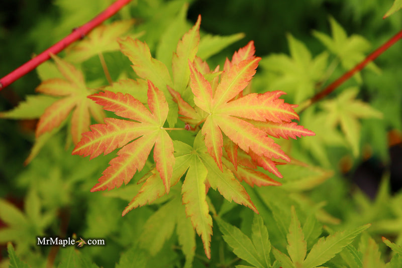 - Acer palmatum 'Sango kaku' Coral Bark Japanese Maple - Mr Maple │ Buy Japanese Maple Trees
