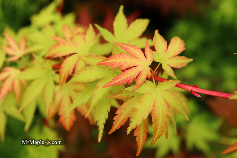 - Acer palmatum 'Sango kaku' Coral Bark Japanese Maple - Mr Maple │ Buy Japanese Maple Trees
