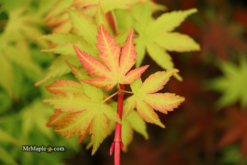 - Acer palmatum 'Sango kaku' Coral Bark Japanese Maple - Mr Maple │ Buy Japanese Maple Trees
