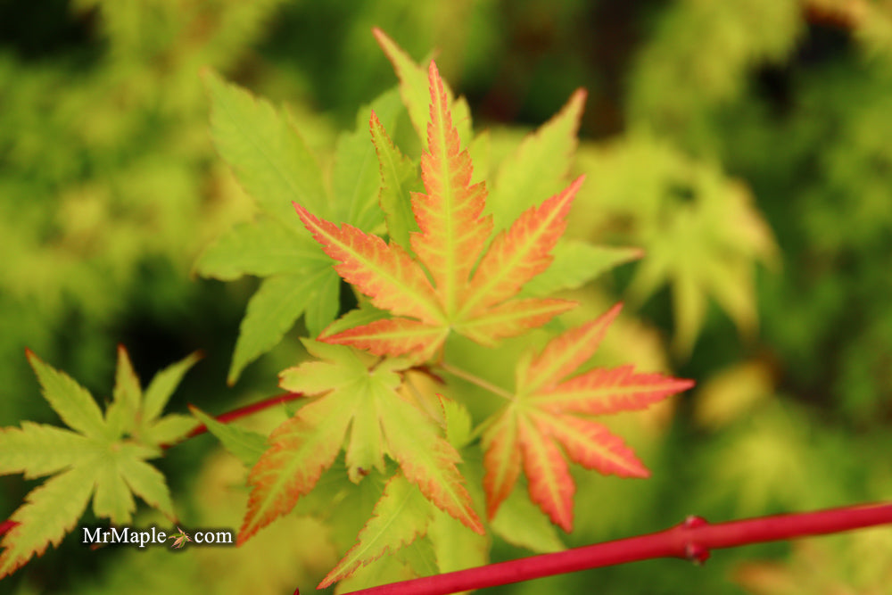 Acer palmatum 'Sango kaku' Coral Bark Japanese Maple