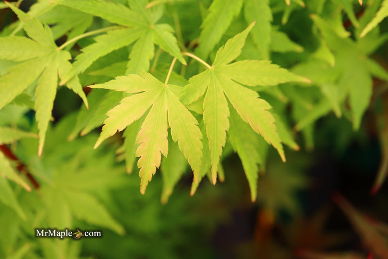 - Acer palmatum 'Sango kaku' Coral Bark Japanese Maple - Mr Maple │ Buy Japanese Maple Trees