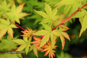 - Acer palmatum 'Sango kaku' Coral Bark Japanese Maple - Mr Maple │ Buy Japanese Maple Trees