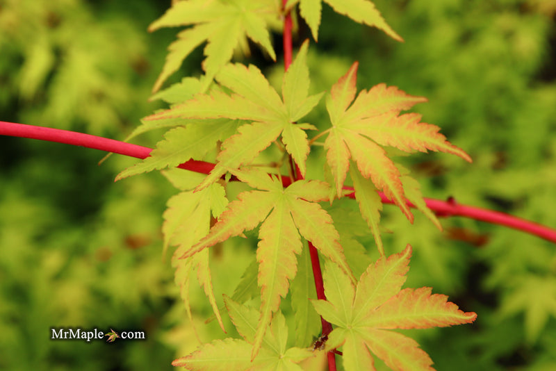 - Acer palmatum 'Sango kaku' Coral Bark Japanese Maple - Mr Maple │ Buy Japanese Maple Trees