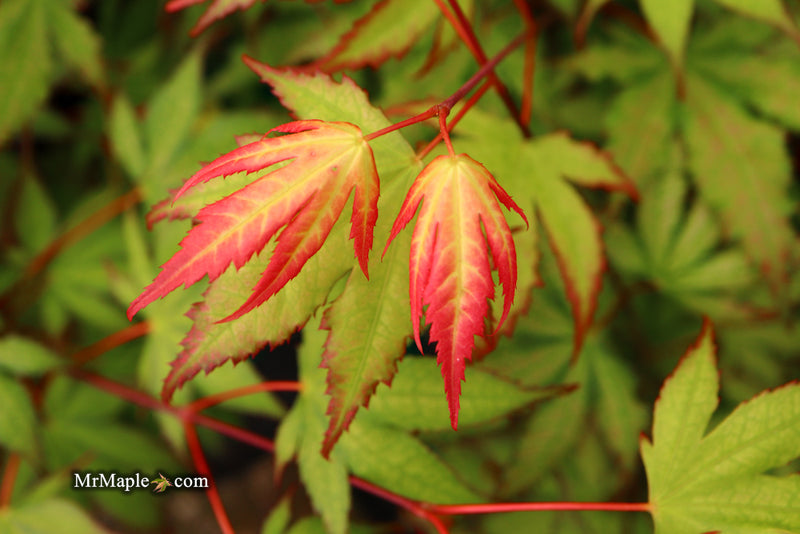 - Acer palmatum 'Firefly' Japanese Maple - Mr Maple │ Buy Japanese Maple Trees
