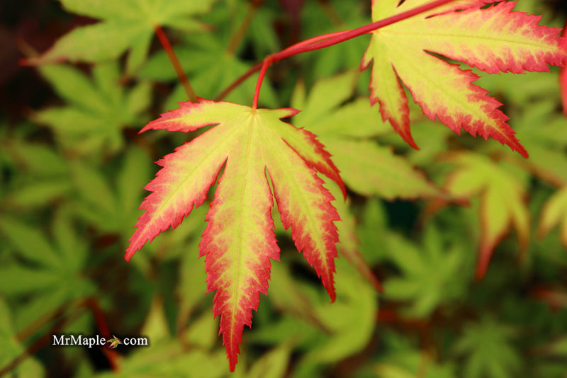 - Acer palmatum 'Firefly' Japanese Maple - Mr Maple │ Buy Japanese Maple Trees