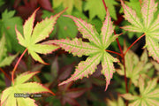 - Acer palmatum 'Firefly' Japanese Maple - Mr Maple │ Buy Japanese Maple Trees