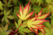 - Acer palmatum 'Firefly' Japanese Maple - Mr Maple │ Buy Japanese Maple Trees