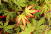 - Acer palmatum 'Firefly' Japanese Maple - Mr Maple │ Buy Japanese Maple Trees