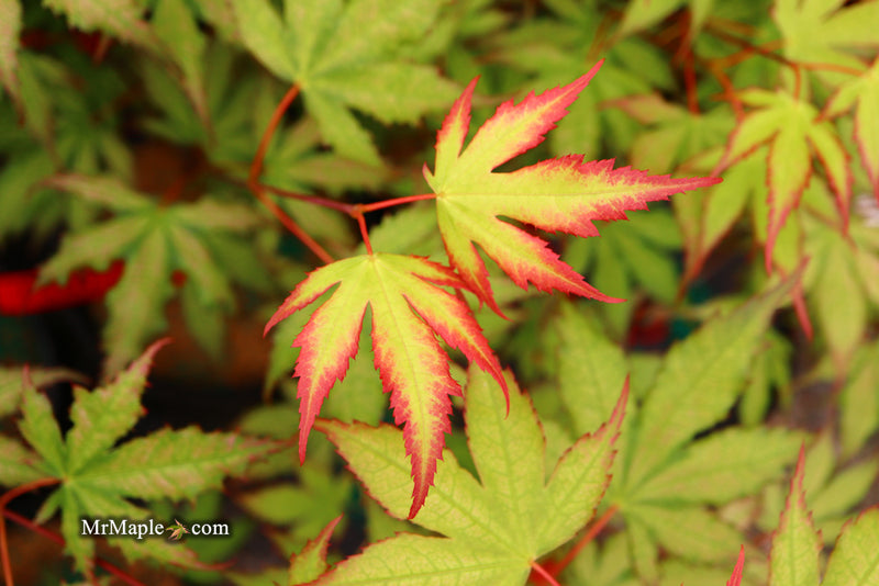 - Acer palmatum 'Firefly' Japanese Maple - Mr Maple │ Buy Japanese Maple Trees
